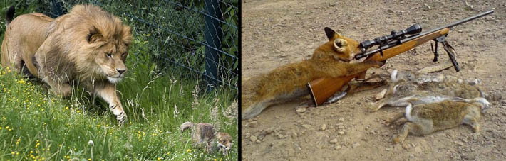 animaux