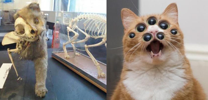 special cat