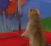 Marmotte